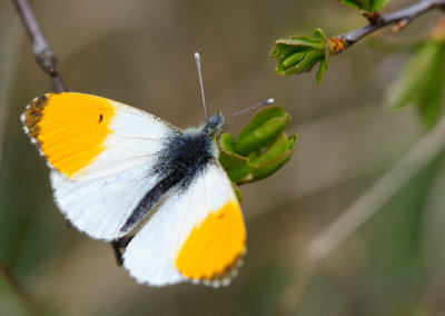 Aurorafjril (Anthocharis cardamines)