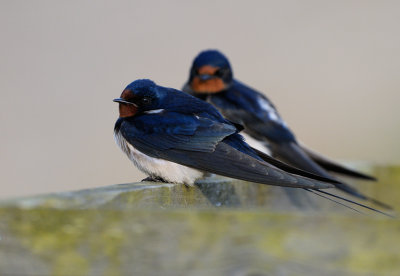 Barn Swallow - Ladusvala