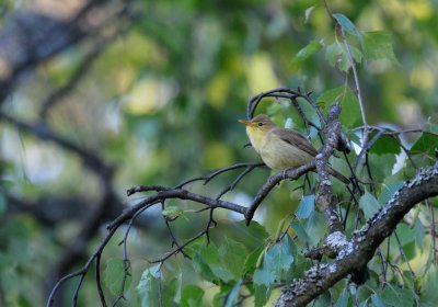 Melodious Warbler - Polyglottsngare
