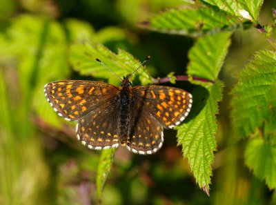 Sotnätfjäril (Melitaea diamina)