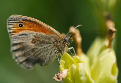 Kamgräsfjäril (Coenonympha arcania)