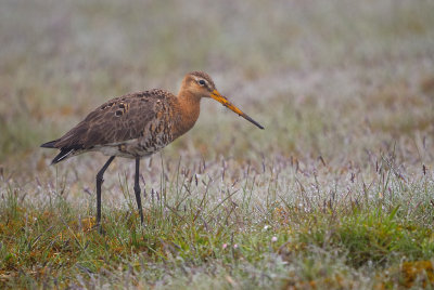 Black-tailed Goodwit (Limosa limosa)