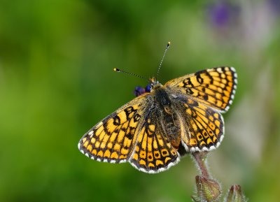 Ängsnätfjäril (Melitaea cinxia)