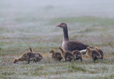 Greylag Geese (Anser anser)