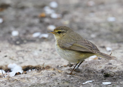 Chiffchaff (Phylloscopus collybita)