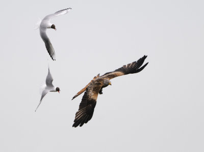 Red Kite