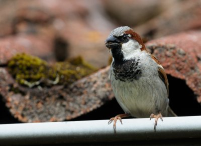 House Sparrow - Grsparv