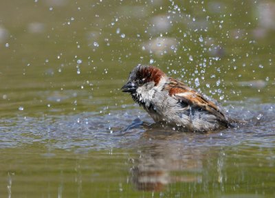 House Sparrow - Grsparv