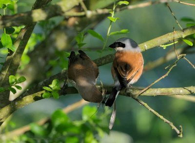 Red-backed Shrike (Lanius collurio)