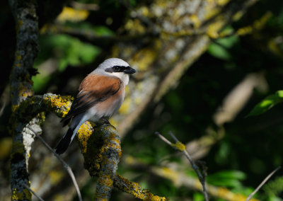 Red-backed Shrike (Lanius collurio)