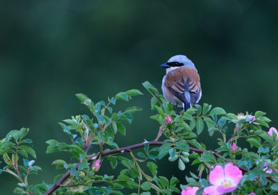 Red-backed Shrike (Lanius collurio)