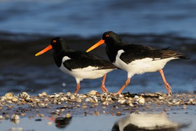 European Oystercatcher - Strandskata