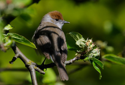 Blackcap - Svarthtta