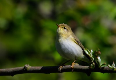 Willow Warbler - Lvsngare