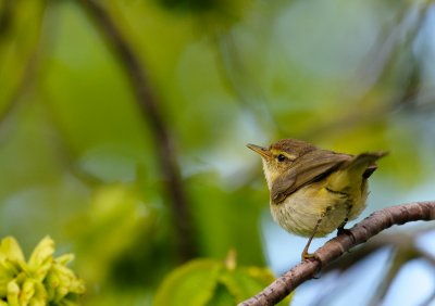 Chiffchaff - Gransngare