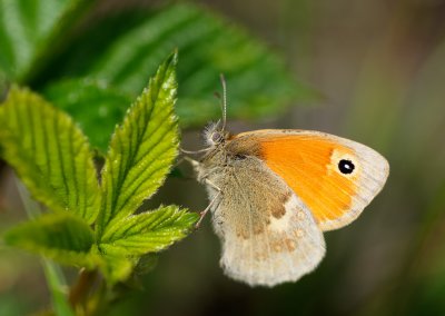 Kamgräsfjäril (Coenonympha arcania)