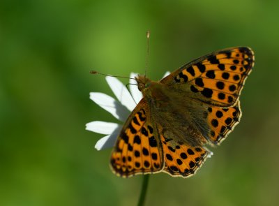 Storfläckig pärlemorfjäril (Issoria lathonia)