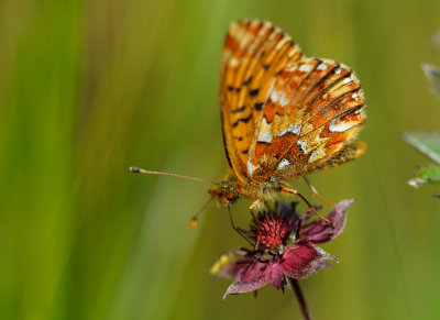 Myrpärlemorfjäril (Boloria aquilonaris)