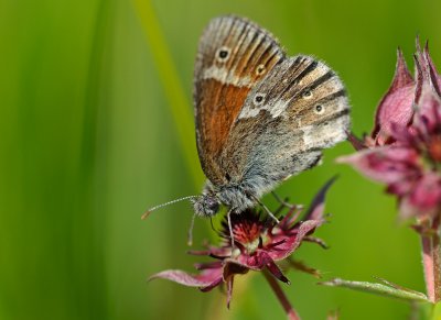 Starrgräsfjäril (Coenonympha tullia)