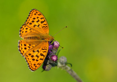 Skogspärlemorfjäril (Argynnis adippe)