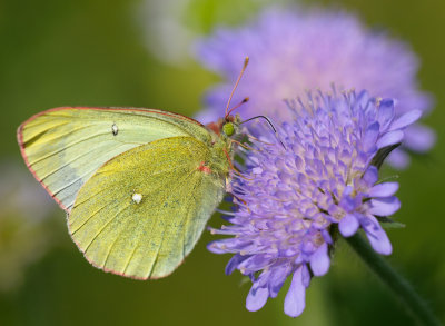 Svavelgul hfjril (Colias palaeno)