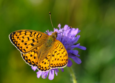 Ängspärlemorfjäril (Argynnis aglaja)
