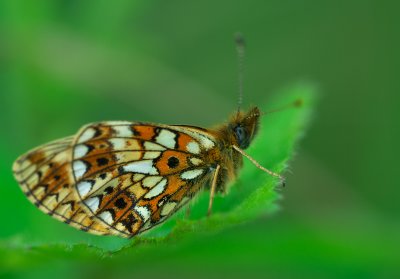Brunfläckig pärlemorfjäril (Boloria selene)