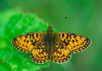Brunfläckig pärlemorfjäril (Boloria selene)