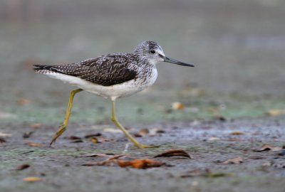 Gluttsnppa - Greenshank