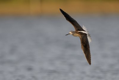 Gluttsnppa - Greenshank