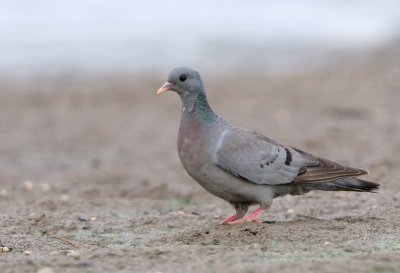 Skogsduva - Stock Dove