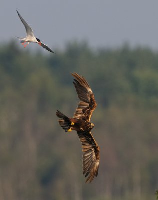 Marsh Harrier & Common Tern