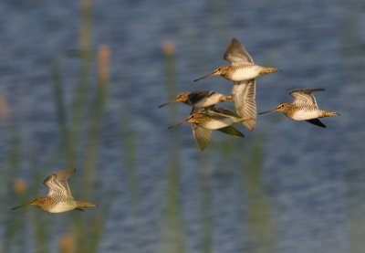 Enkelbeckasiner - Common Snipes