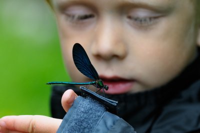 Harald och Bl jungfruslnda (Calopteryx virgo)