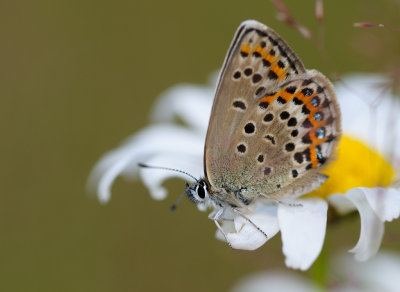 Hedblvinge (Plebejus idas)