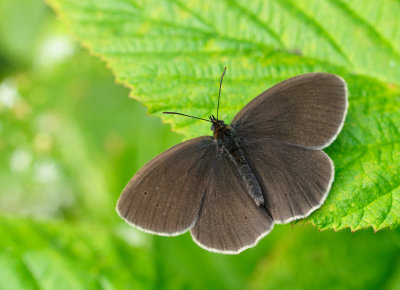 Luktgräsfjäril (Aphantopus hyperantus)
