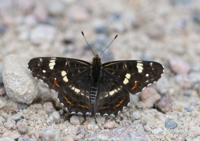 Kartfjäril (Araschnia levana)