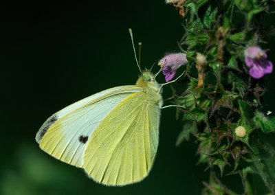 Rovfjril (Pieris rapae)