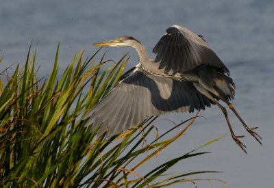Grey Heron - Grhger