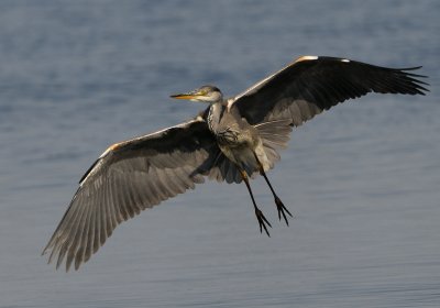 Grey Heron - Grhger