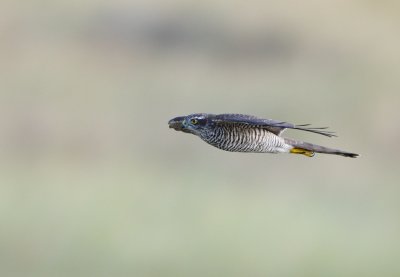 Sparvhk - Sparrowhawk