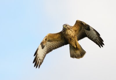 Ormvrk - Common Buzzard