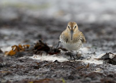 Krrsnppa - Dunlin
