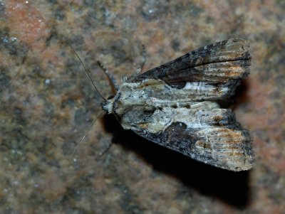Apamea ophiogramma - Halvbrunt ngsfly