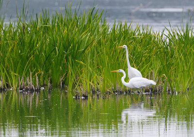 gretthgrar - Great White Egret