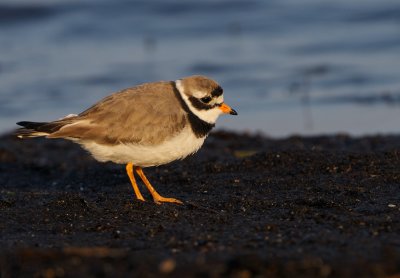 Ringed Plover (Charadrius hiaticula)