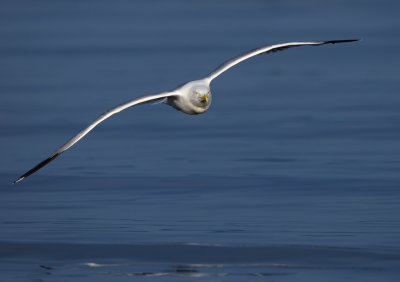 Grtrut - Herring Gull