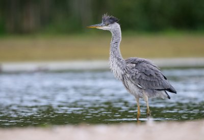 Grhger (Ardea cinerea)