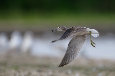 Gluttsnppa (Tringa nebularia)