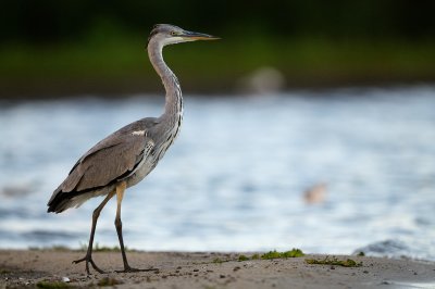 Grhger (Ardea cinerea)